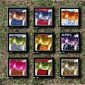Bob Mould - The Last Dog And Pony Show album