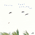 Chet Atkins - Sails album