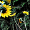 Darden Smith - Sunflower album