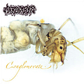 Aardvarks - Conglomerate album