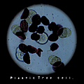 Plastic Tree - Cell album