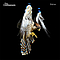 The Courteeners - Falcon album