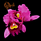 Opeth - Orchid альбом