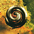 Nine Inch Nails - Closer To God album
