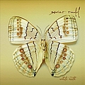 Xavier Rudd - White Moth album