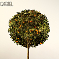 Cartel - Cartel (Bonus Track Version) album Cartel - Cartel (Bonus Track Version) album
