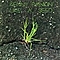Kenny Rankin - Like a Seed album