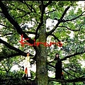 Kiroro - Tree of Life album